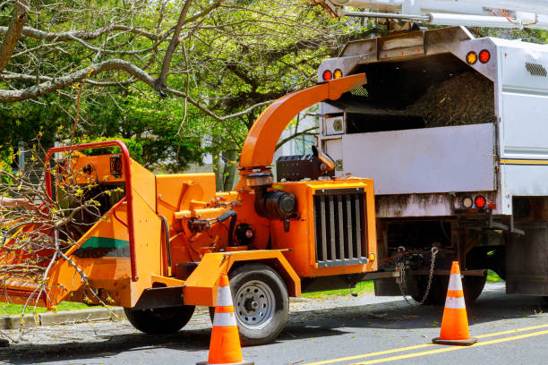 Best Seasonal Cleanup (Spring/Fall)  in Clawson, MI