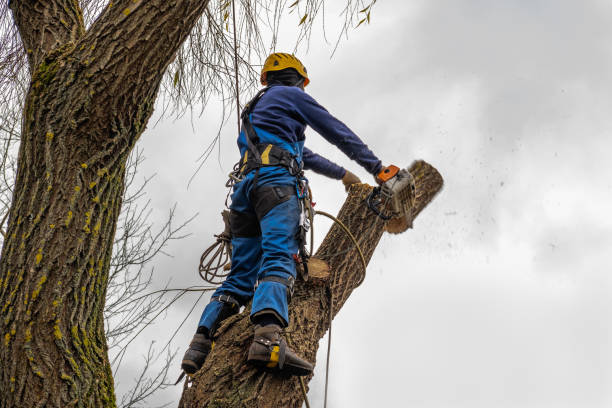 Best Tree Mulching  in Clawson, MI