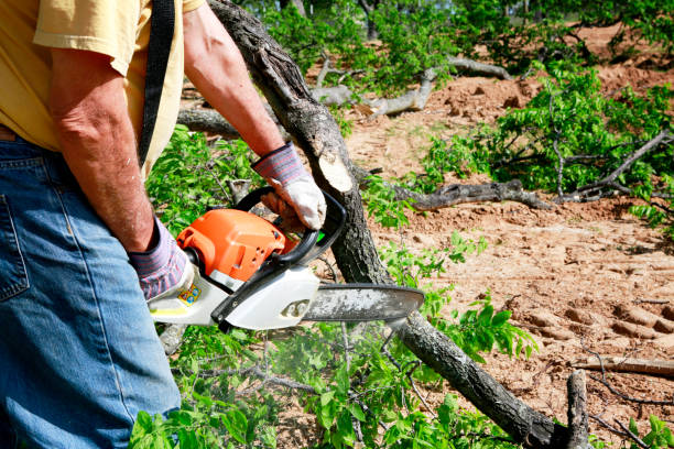  Clawson, MI Tree Services Pros